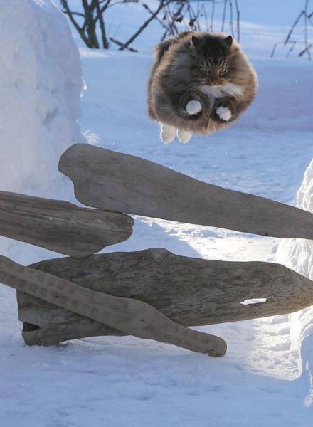 Morning Picdump