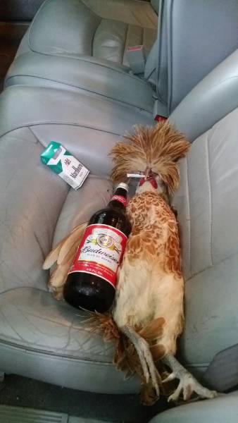 Morning Picdump