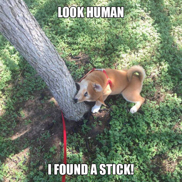Memes to Amuse Your Tired Mind