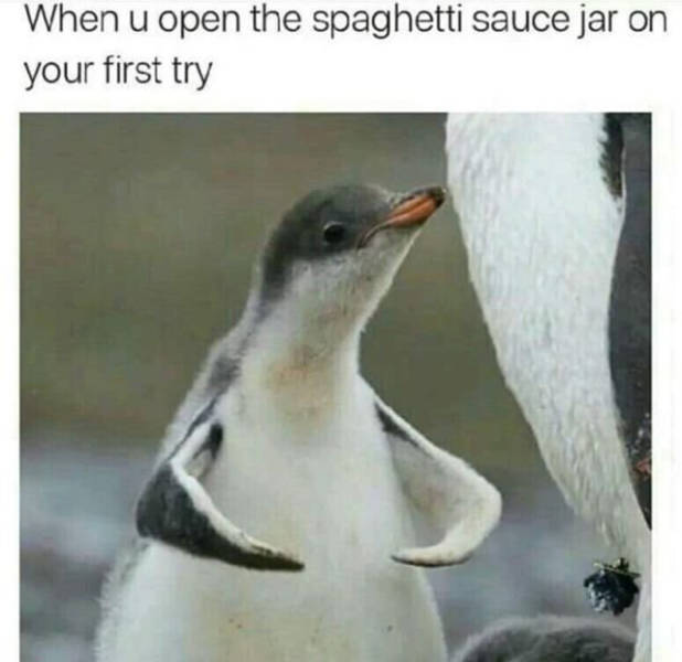 Memes to Amuse Your Tired Mind