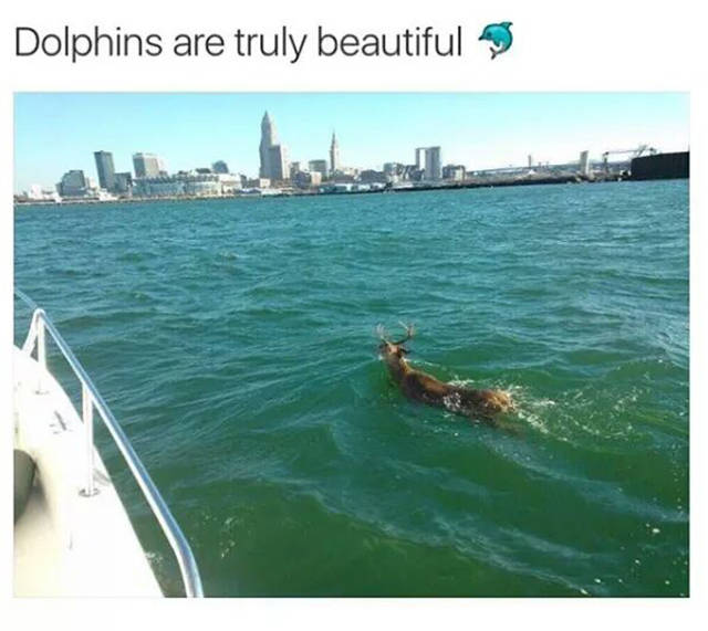 Memes to Amuse Your Tired Mind