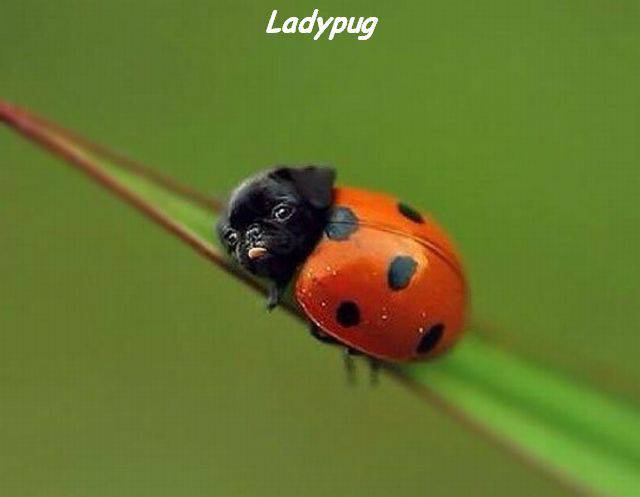 funny picdump 52 pics 15.html - 52 HD Photos | Premium Gallery 2016