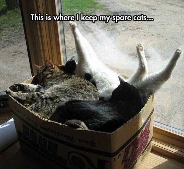 funny picdump 55 pics 2.html - 55 HD Photos | Premium Gallery 2016