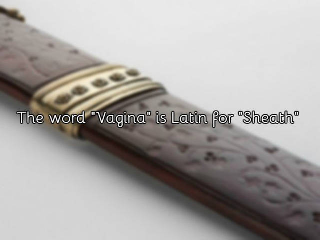 A Few Facts About Vagina You Need To Know