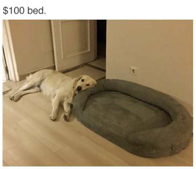 funny picdump 55 pics 1.html - 55 HD Photos | Premium Gallery 2016