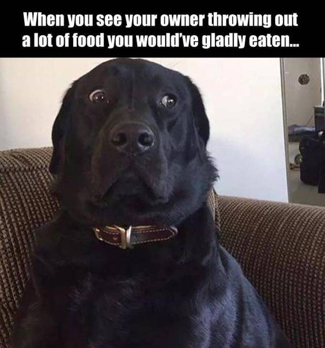 funny picdump 53 pics 10.html - 53 HD Photos | Premium Gallery 2016