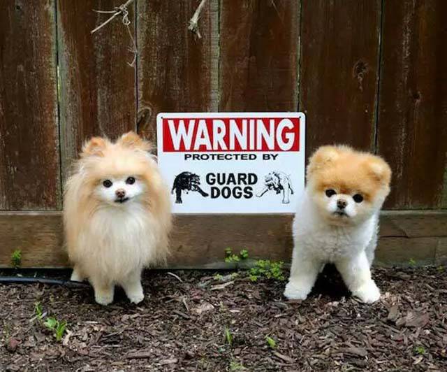 Morning Picdump