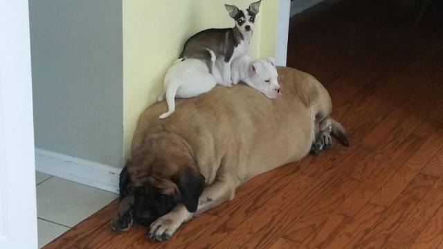 Daily Picdump